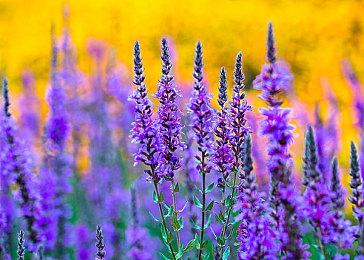 《罗格：救世传说》登陆Steam 弹幕生存射击